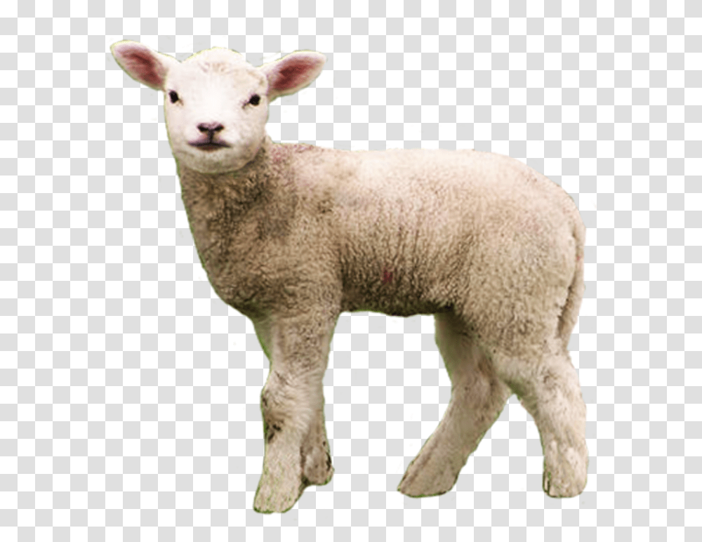 Big Gain Offers 2 Different O Lamb, Sheep, Mammal, Animal Transparent Png