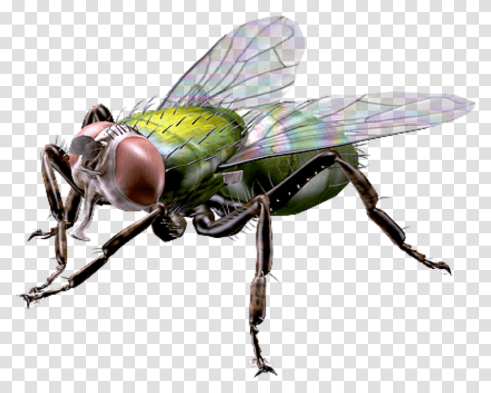Big Giant Fly Houseflyfreetoedit Giant Fly, Insect, Invertebrate, Animal, Spider Transparent Png