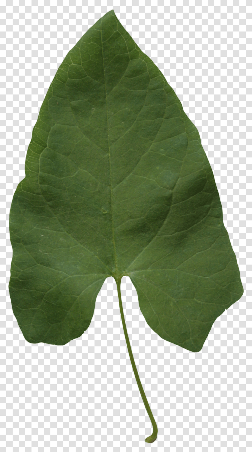 Big Green Leaf Maidenhair Tree, Plant, Veins, Annonaceae, Maple Leaf Transparent Png