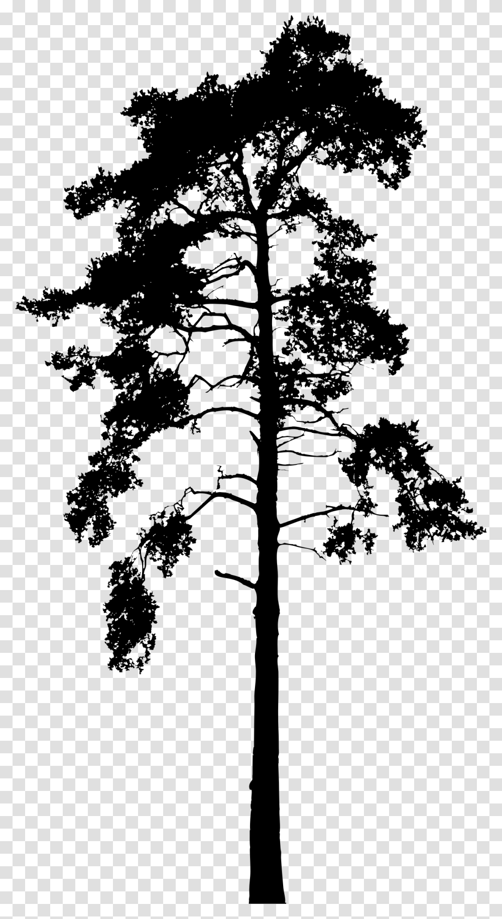 Big Image Skinny Pine Tree Silhouette Vector, Gray, World Of Warcraft Transparent Png