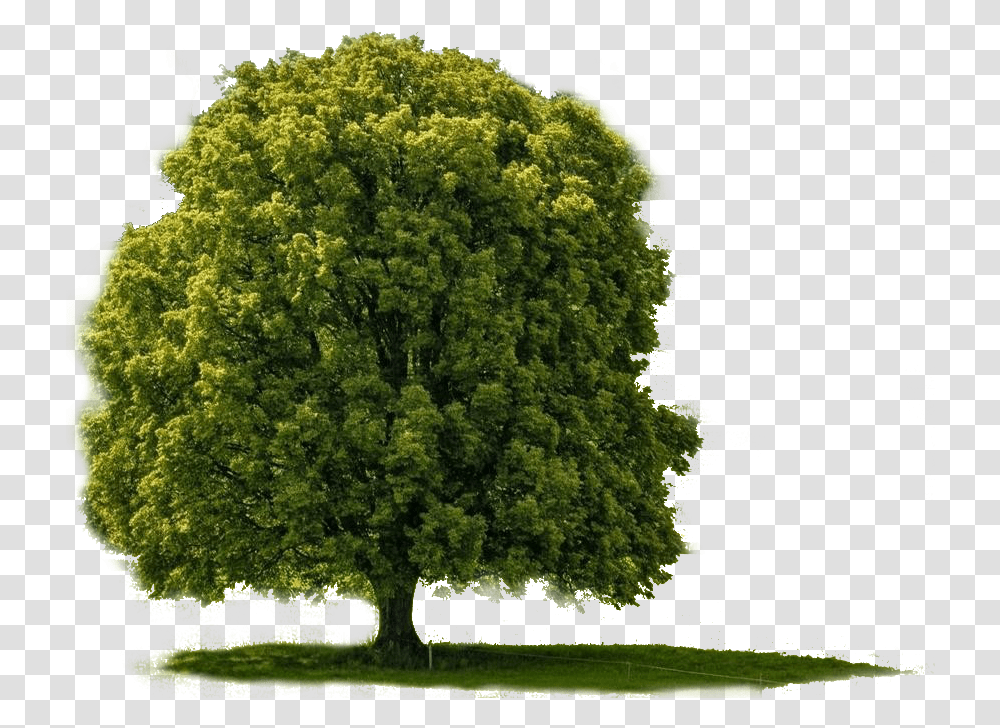 Big Img Wallpapers V Big Tree, Plant, Oak, Tree Trunk, Sycamore Transparent Png