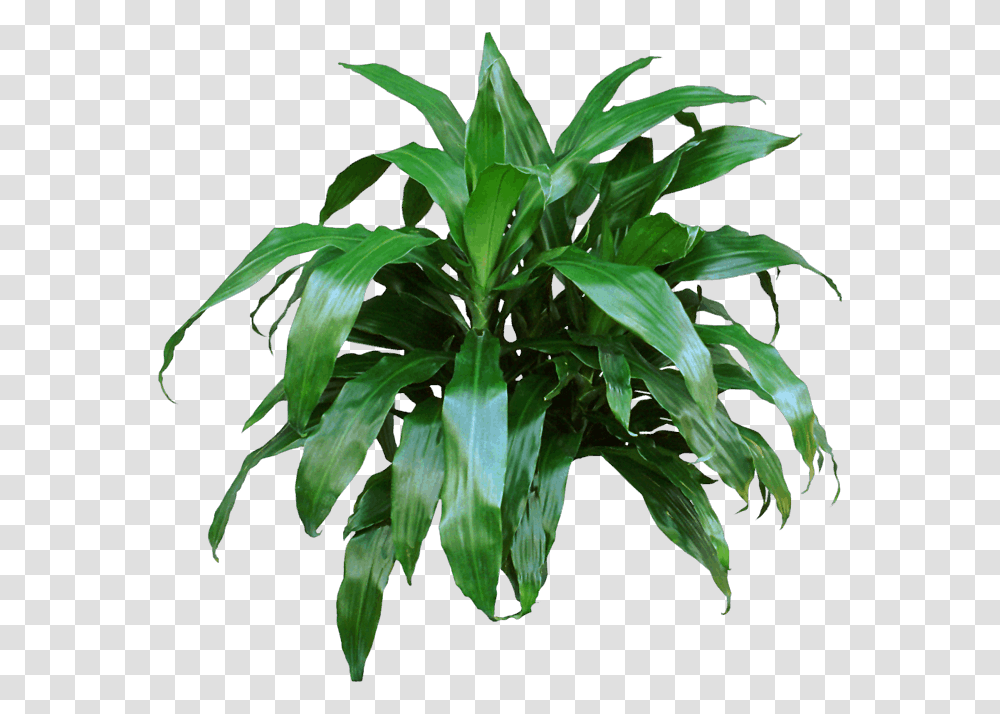 Big Indoor Plants Long Leaves, Leaf, Acanthaceae, Flower, Blossom Transparent Png