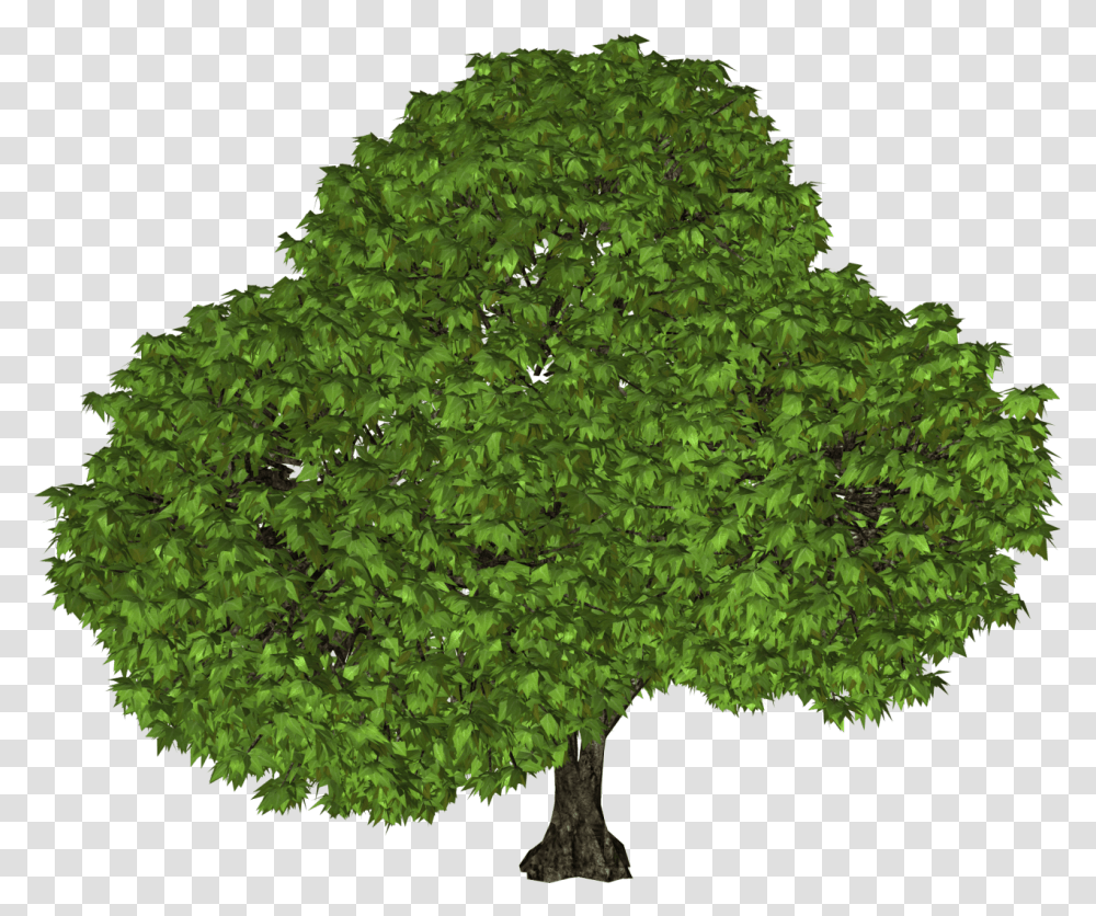 Big Leafy Tree Image Purepng Free Cc0 Portable Network Graphics, Plant, Maple, Potted Plant, Vase Transparent Png