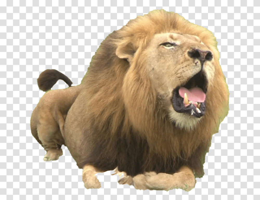 Big Lion Roar Background Lion, Wildlife, Mammal, Animal Transparent Png