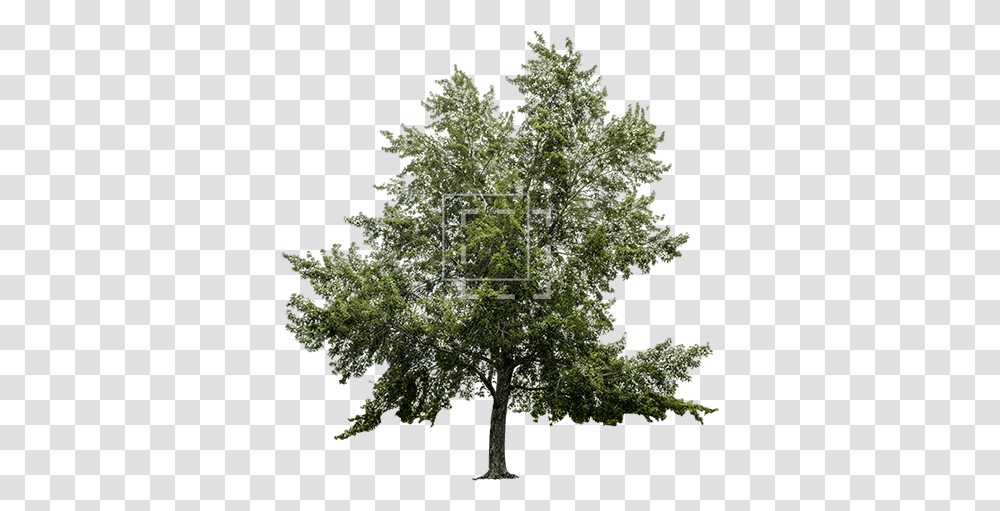 Big Maple Tree Immediate Entourage Pond Pine, Plant, Tree Trunk, Oak, Sycamore Transparent Png