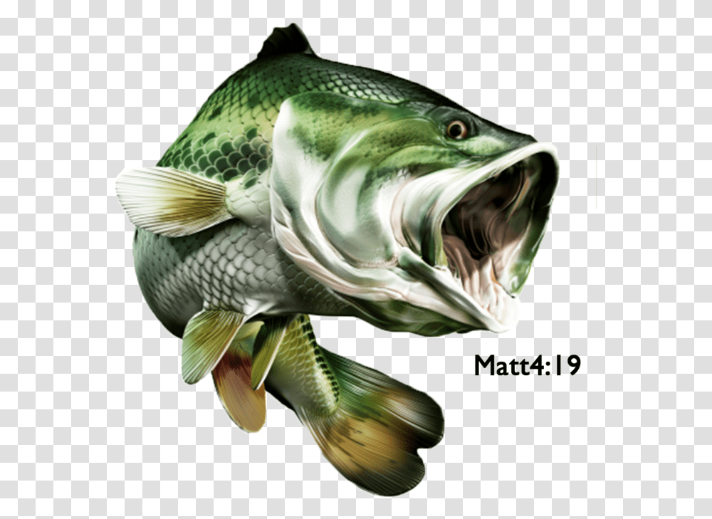 Big Mouth Bass, Fish, Animal, Bird, Carp Transparent Png