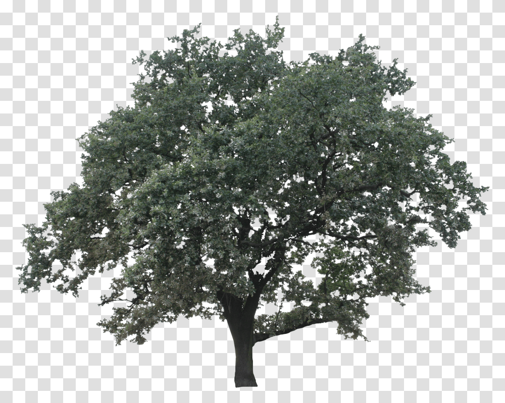 Big Oak Minimalist Oak Tree Transparent Png