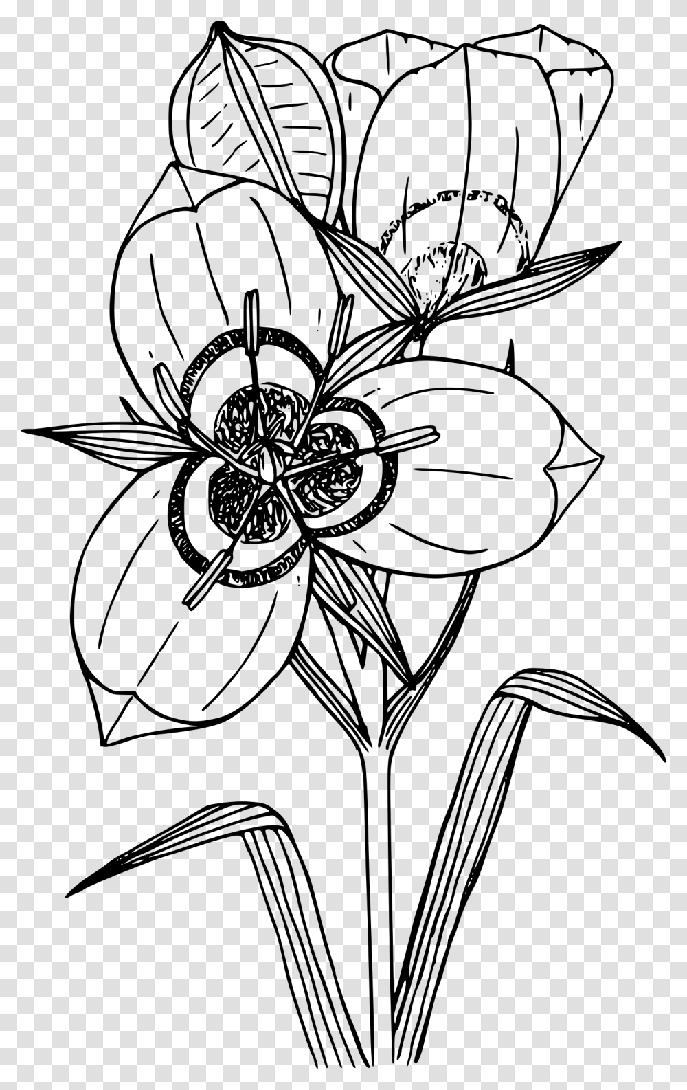 Big Podded Mariposa Lily Clip Arts Sego Lily Clipart, Gray, World Of Warcraft Transparent Png