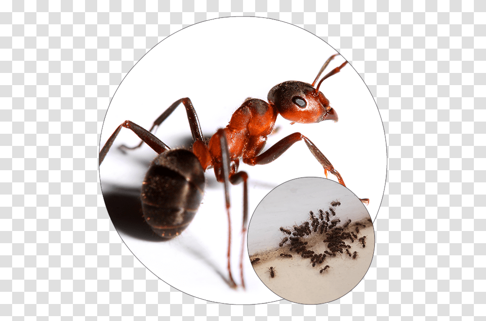 Big Red Ant, Insect, Invertebrate, Animal, Lobster Transparent Png