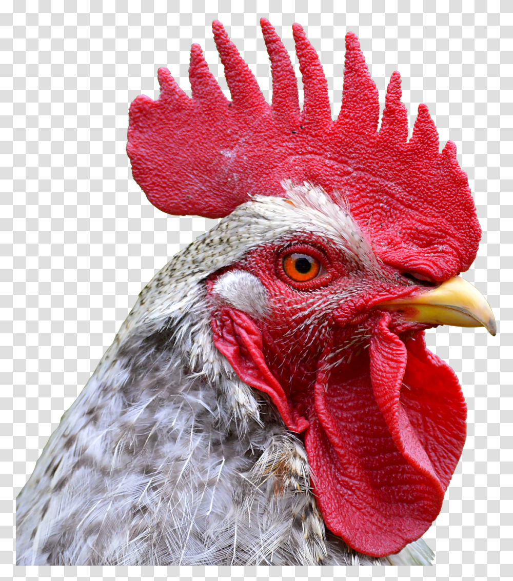 Big Rooster From Hi Hat, Bird, Animal, Chicken, Poultry Transparent Png