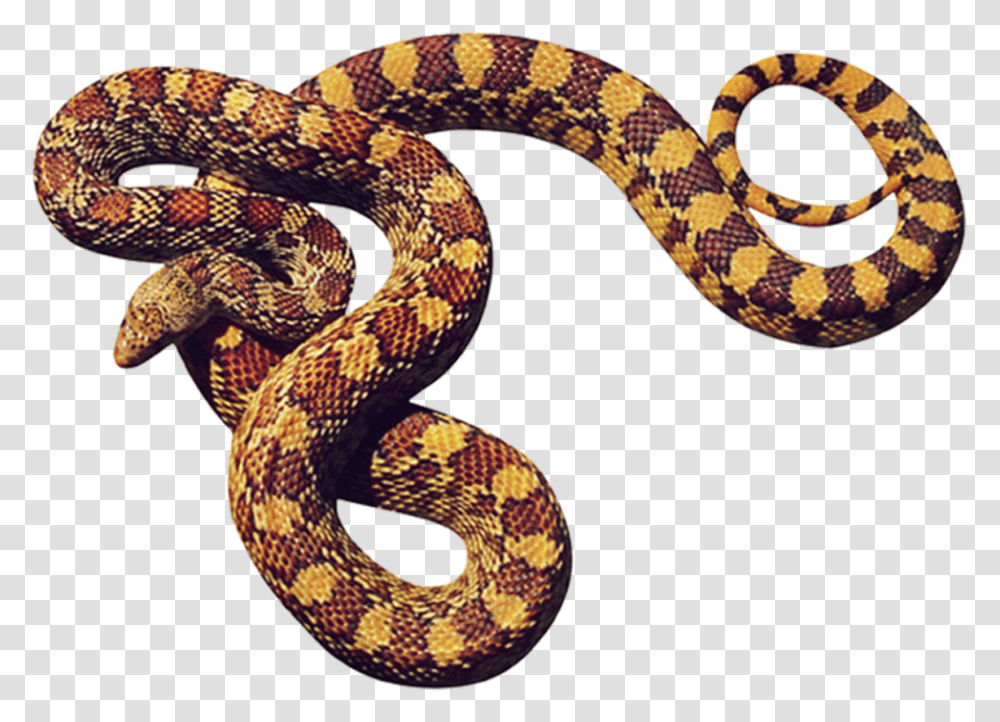 Big Snake Cobras Em, Reptile, Animal, King Snake, Rattlesnake Transparent Png