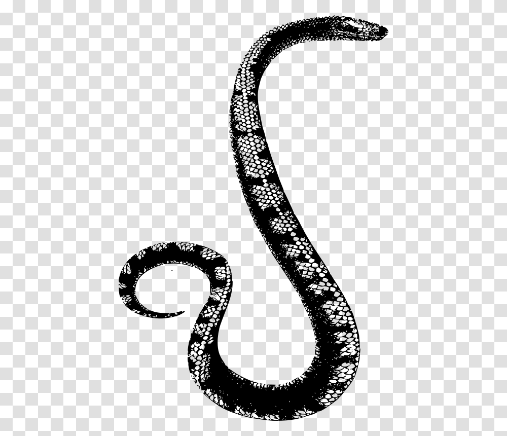 Big Snake, Gray, World Of Warcraft Transparent Png