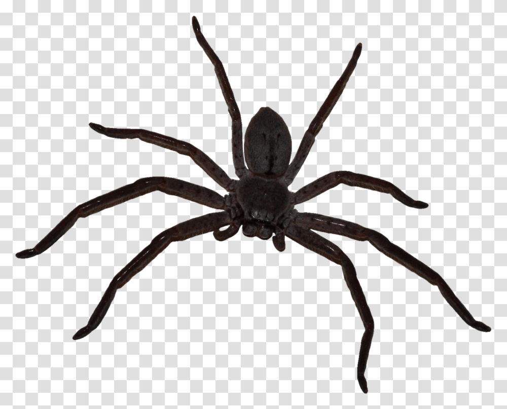 Big Spider Download Big Spider, Invertebrate, Animal, Garden Spider, Insect Transparent Png