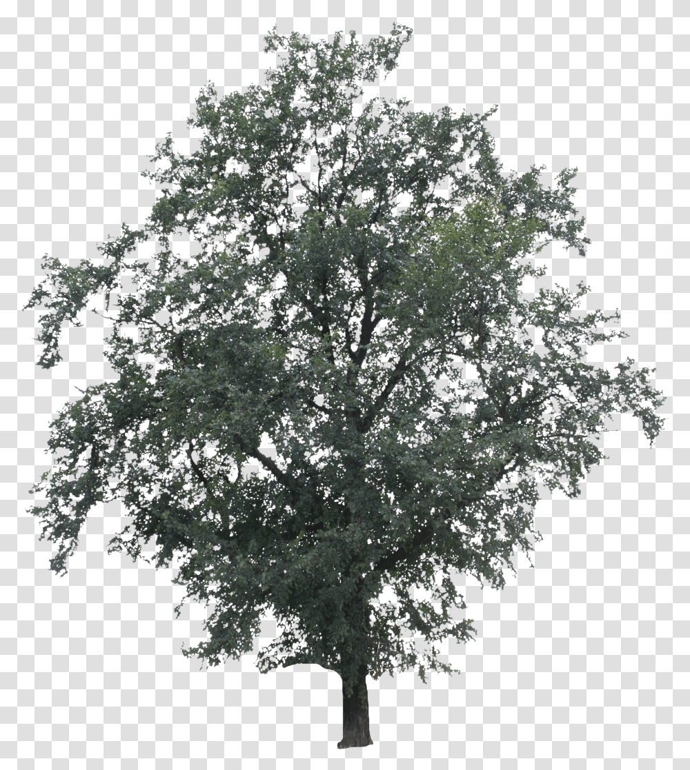 Big Tree Black N White Transparent Png