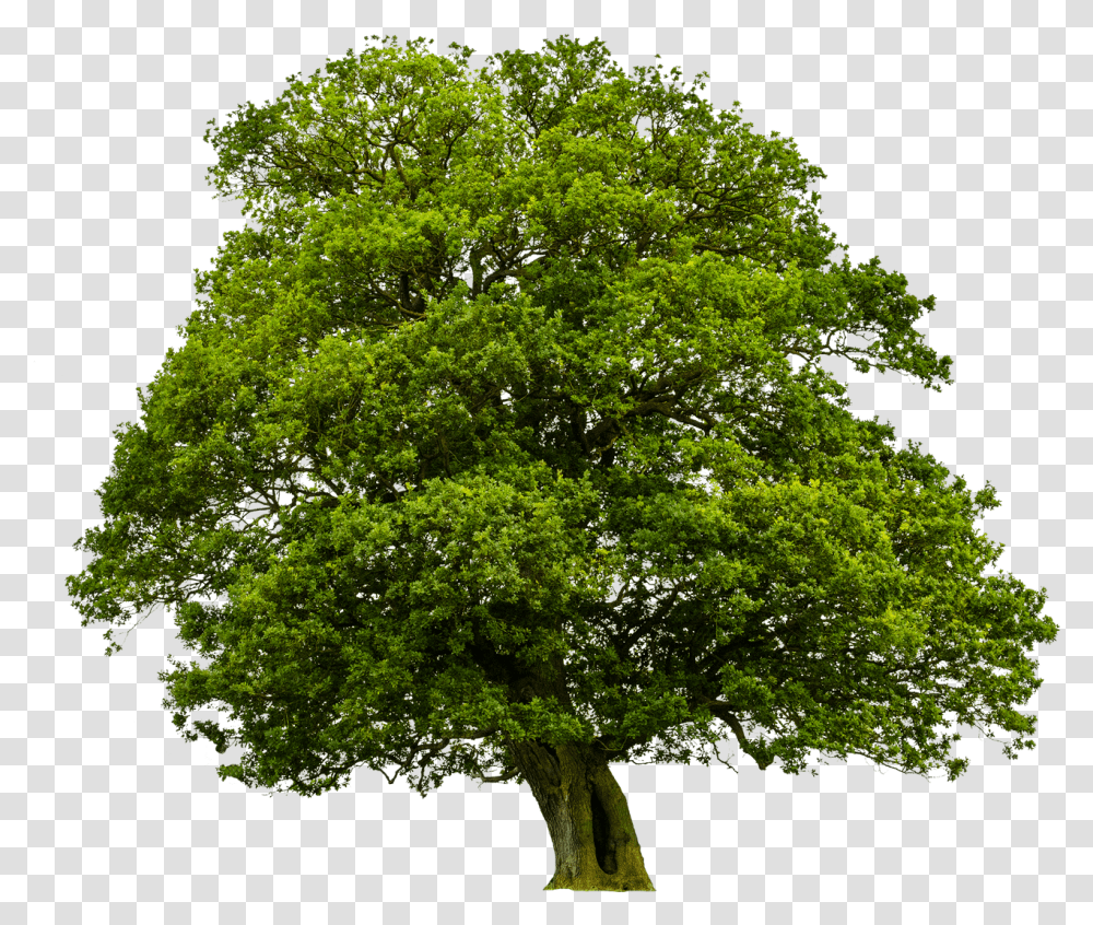Дерево на прозрачном фоне
