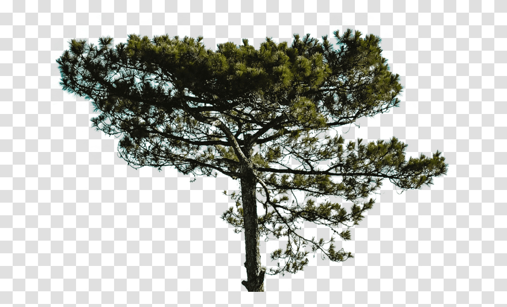 Big Tree Pine, Plant, Tree Trunk, Conifer, Fir Transparent Png