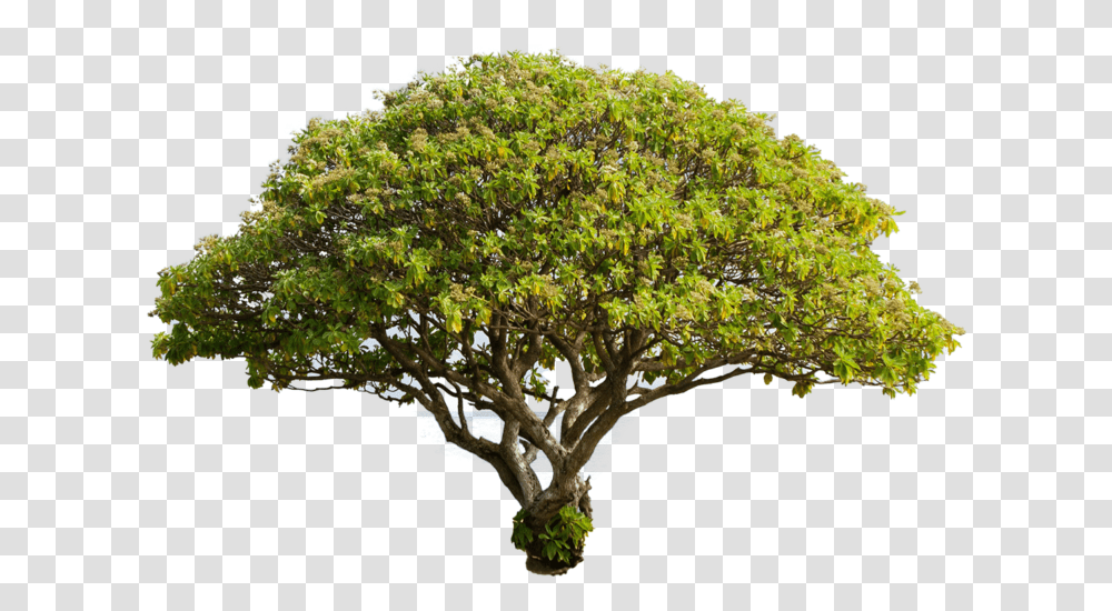 Big Tree Pngs Free Files In Big Tree, Plant, Potted Plant, Vase, Jar Transparent Png