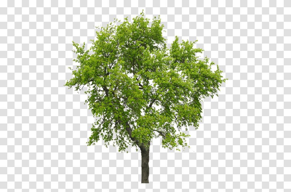 Big Tree Silver Birch Tree No Background, Plant, Oak, Sycamore, Maple Transparent Png
