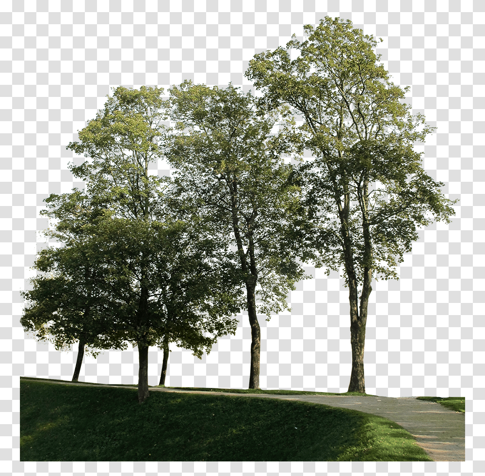 Big Trees Group 1 Group Of Trees Photoshop, Plant, Grass, Tree Trunk, Lawn Transparent Png