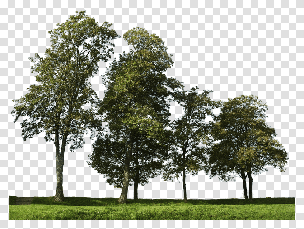Big Trees Group 2 Background Trees Photoshop, Grass, Plant, Tree Trunk, Lawn Transparent Png