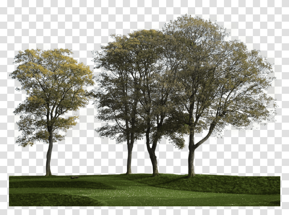 Big Trees Group 3 Cut Out Tree Group, Plant, Grass, Tree Trunk, Field Transparent Png