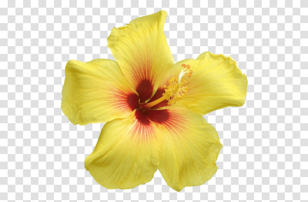 Big Yellow Flowers Yellow Flowers With Big Petals, Plant, Hibiscus, Blossom, Bird Transparent Png