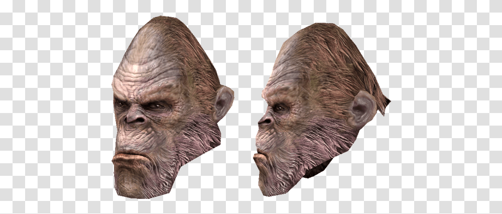 Bigfoot Images Picture Macaque, Head, Face, Person, Mammal Transparent Png