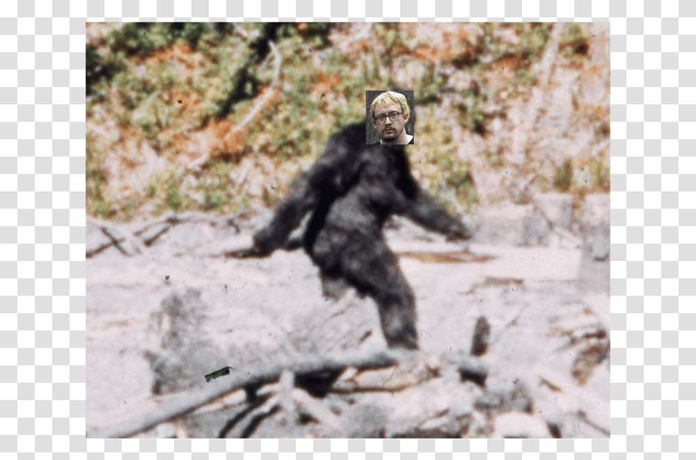 Bigfoot Washington, Ape, Wildlife, Mammal, Animal Transparent Png