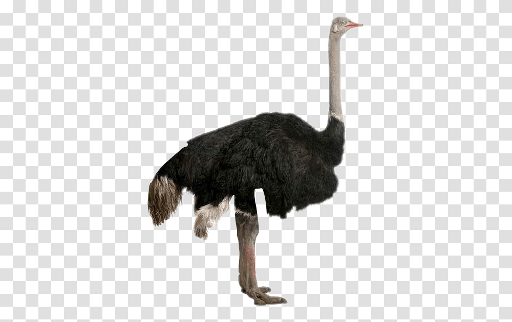 Bigger Emu Or Ostrich, Bird, Animal, Sheep, Mammal Transparent Png