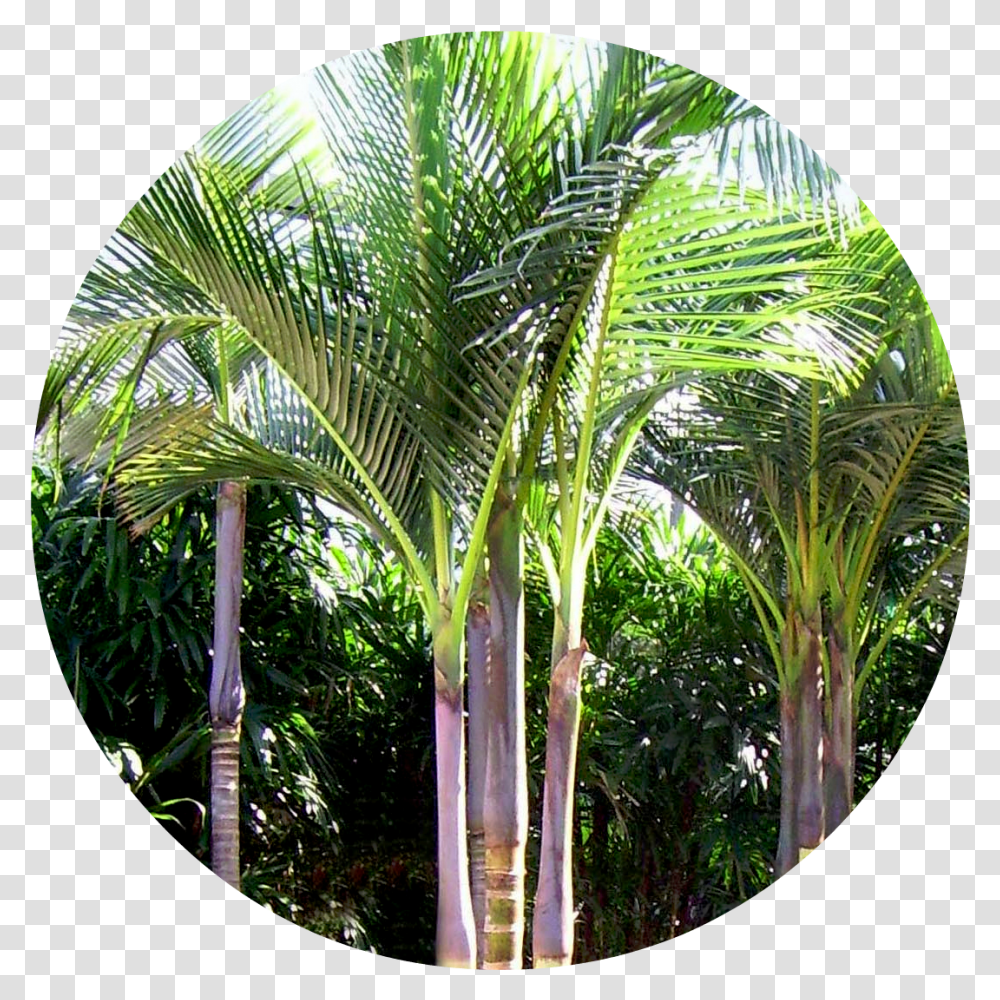 Biggiecheese Type Of Palm Tree, Fisheye, Plant, Arecaceae Transparent Png