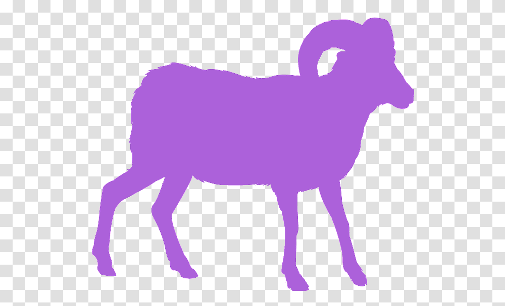 Bighorn, Mammal, Animal, Cattle, Cow Transparent Png