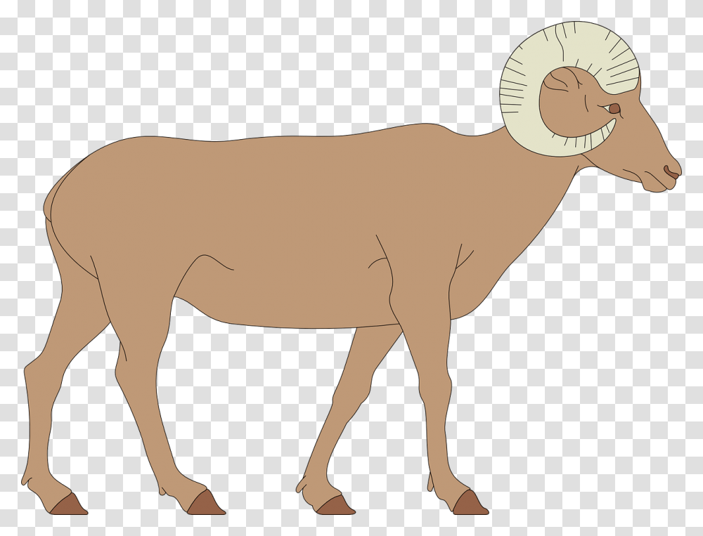 Bighorn Sheep Clipart, Mammal, Animal, Donkey, Wildlife Transparent Png
