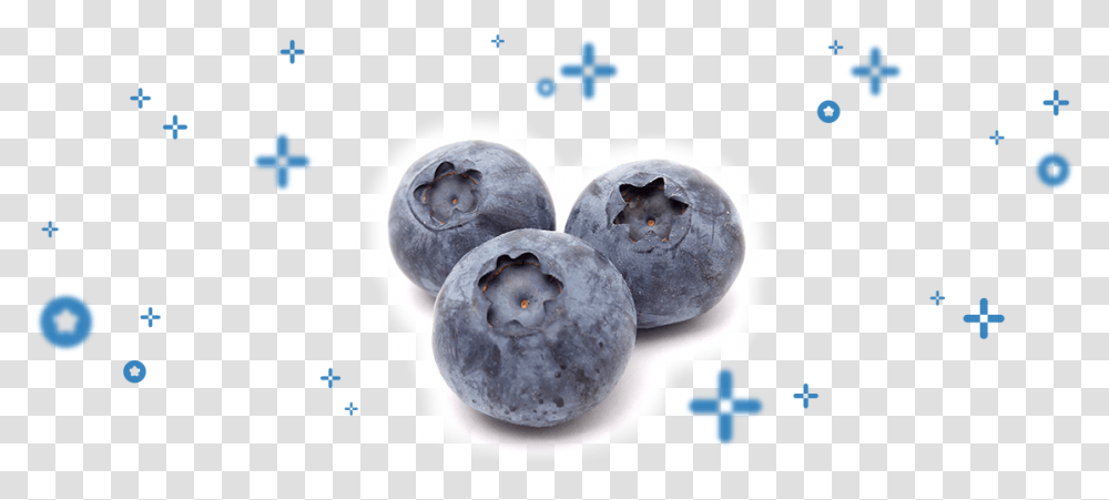 Bilberry, Blueberry, Fruit, Plant, Food Transparent Png