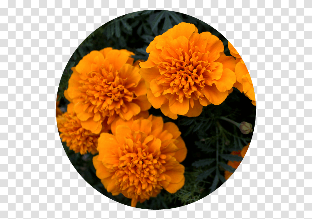 Bilberry Eye Bright Lutein Gold Marigold, Plant, Flower, Blossom, Dahlia Transparent Png