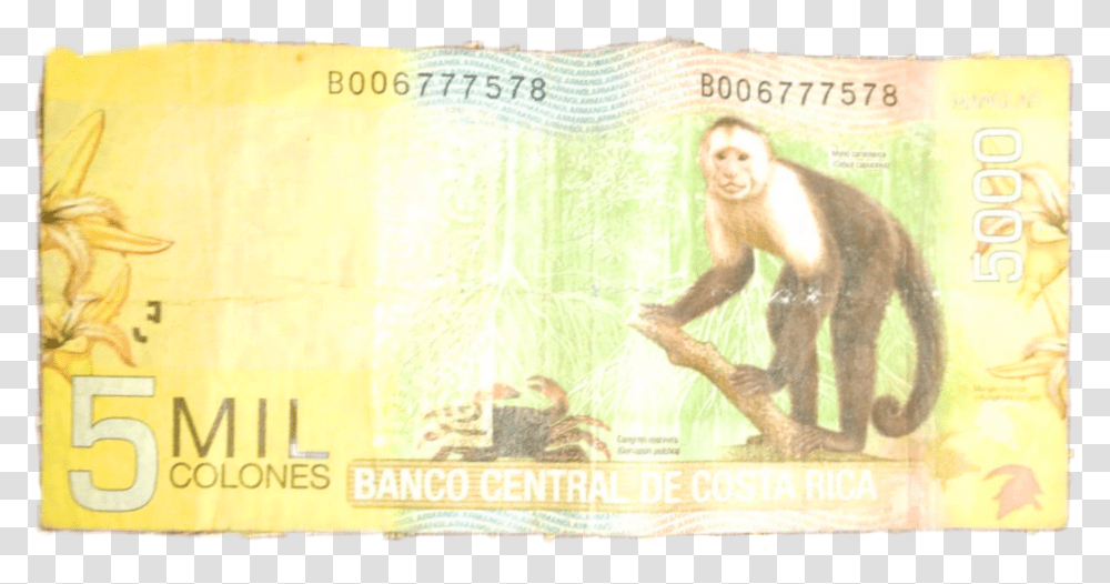 Billete De 5000 Colones Costa Cash, Money, Dollar, Person, Human Transparent Png