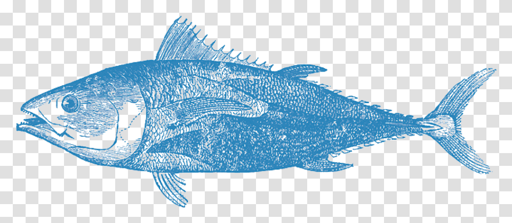 Billfish, Animal, Sea Life Transparent Png