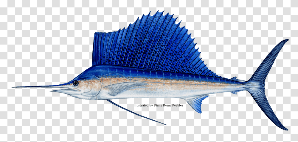 Billfish Fastest Fish Of World, Animal, Swordfish, Sea Life Transparent Png