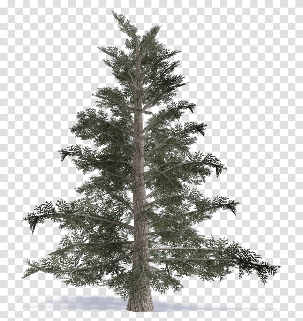 Bim Object Grand Fir Great Fir Plants Artificial Noble Fir Christmas Tree, Abies, Conifer, Pine, Ornament Transparent Png
