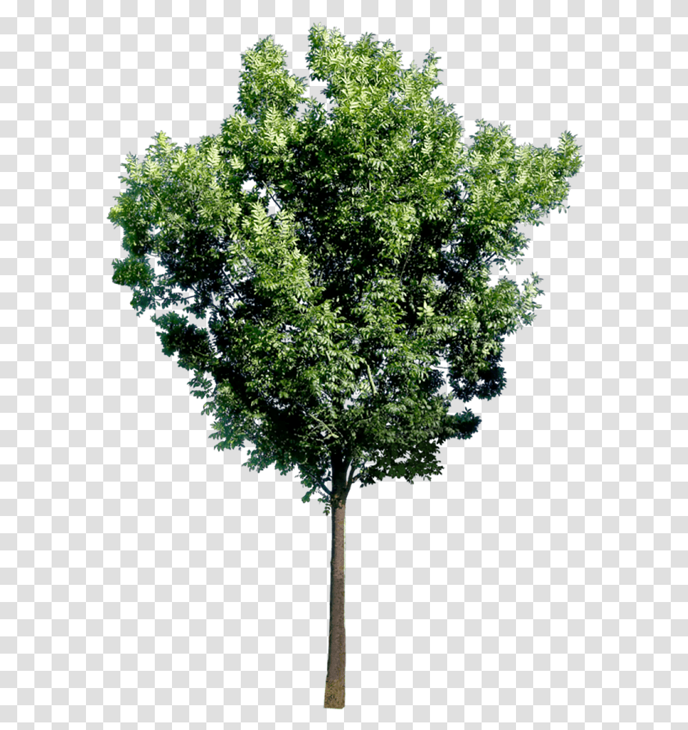 Bim Object Image Entourage Tree 34 Plants 2d Images Tree Elevation Photoshop, Oak, Tree Trunk, Sycamore, Maple Transparent Png