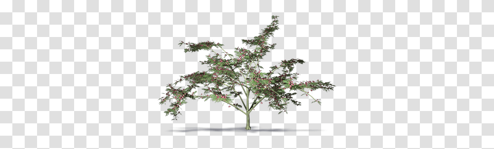 Bim Object Nightshade, Tree, Plant, Maple, Conifer Transparent Png