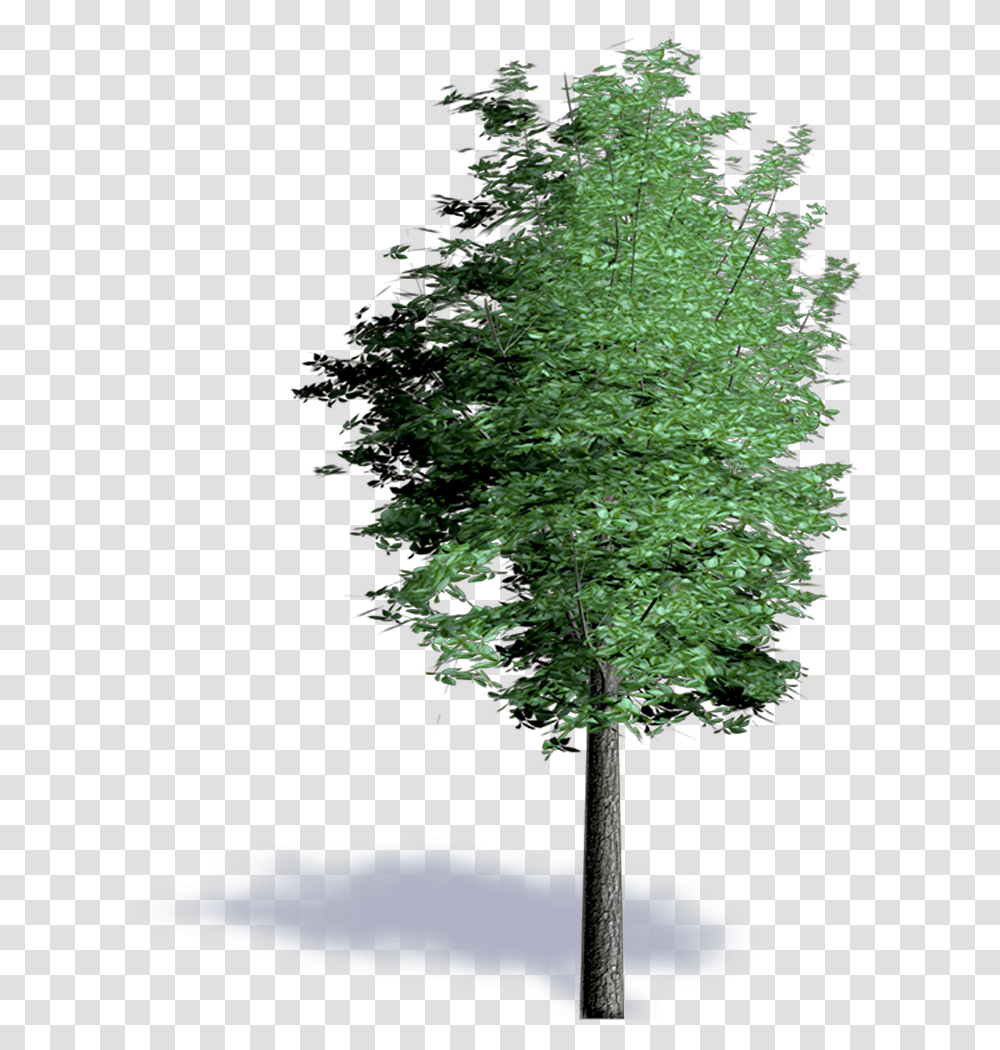 Bim Object Red Alder Plants Spruce, Tree, Fir, Abies, Tree Trunk Transparent Png