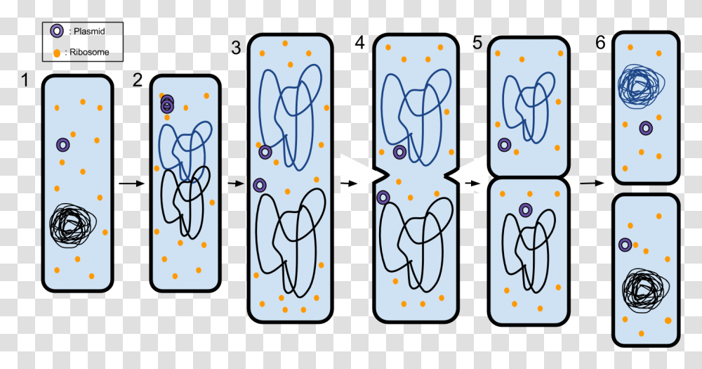 Binary Fission 6 Steps Of Binary Fission, Number, Mobile Phone Transparent Png