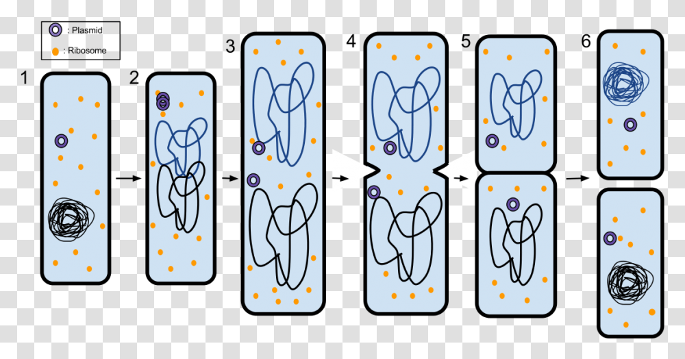 Binary Fission And Plasmid, Number, Pattern Transparent Png