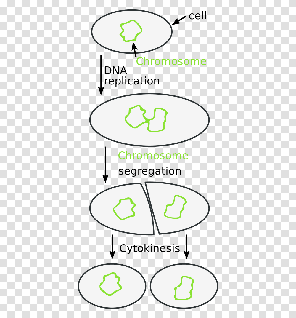 Binary Fission Labeled Diagram, Recycling Symbol, Number Transparent Png