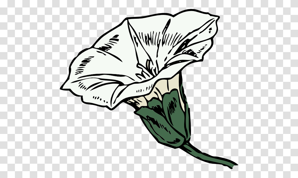 Bindweed Clip Art, Plant, Flower, Blossom, Vegetable Transparent Png