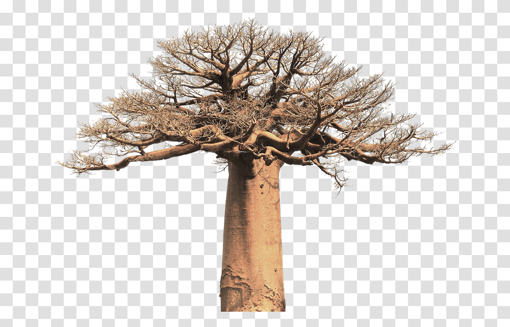 Bio Baobab Fruit Powder 125g Baobab Tree Black And White, Plant, Cross, Symbol, Tree Trunk Transparent Png