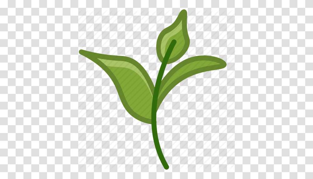 Bio Ecology Leaves Nature Tea Tearoom Yumminky Icon, Plant, Bud, Sprout, Flower Transparent Png