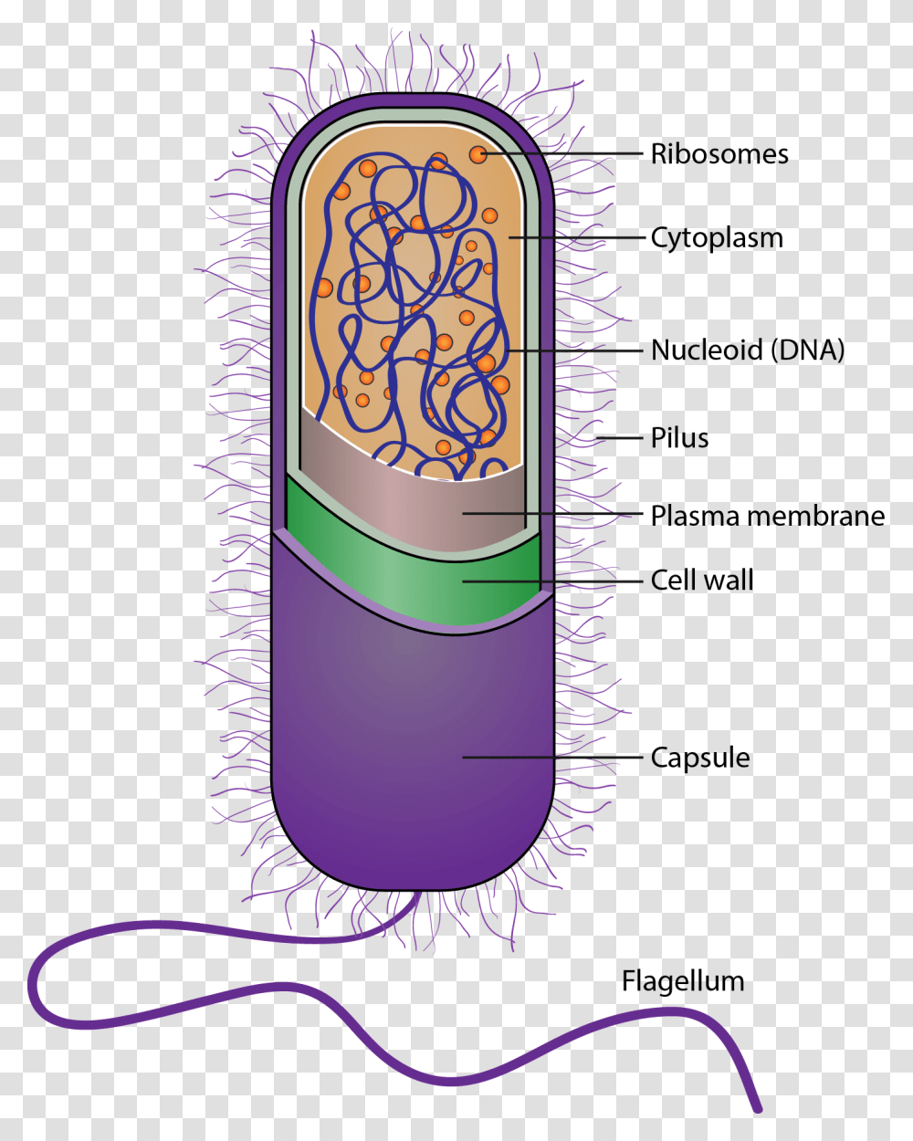 Bio Oxygen Filters Bacteria To Stop Disease Spreading Illustration, Label, Bottle, Cylinder Transparent Png