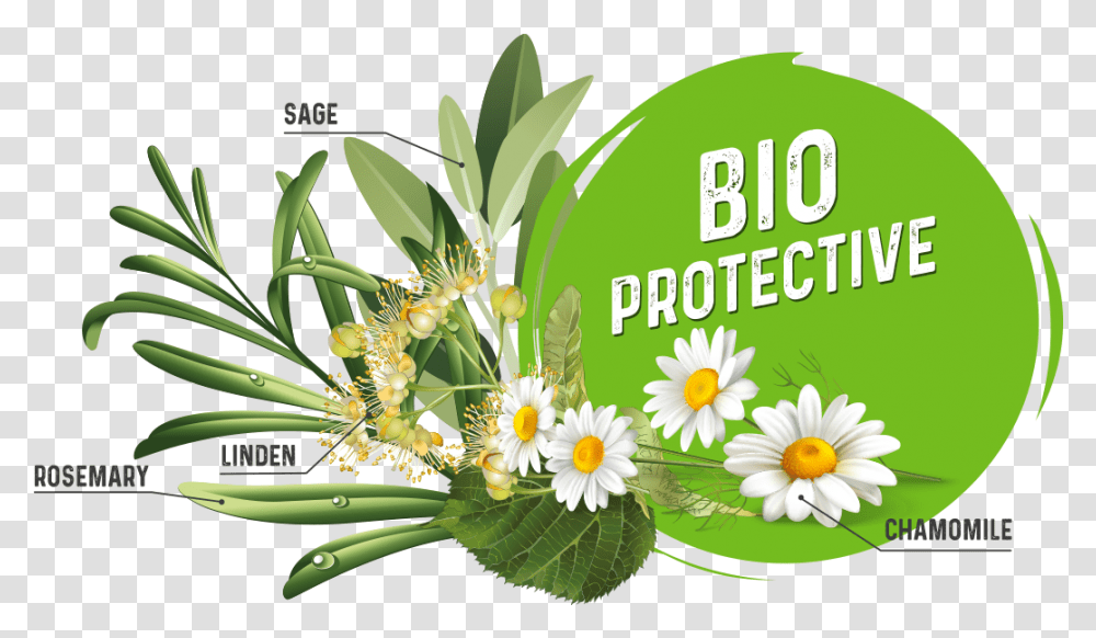 Bio Protective Lovely, Plant, Flower, Daisy, Graphics Transparent Png