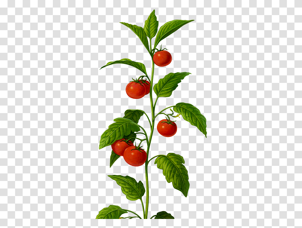 Bio Tomato Plant, Leaf, Fruit, Food, Produce Transparent Png